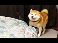 自分の布団が冬用ポフポフお布団になっていて嬉しい柴犬