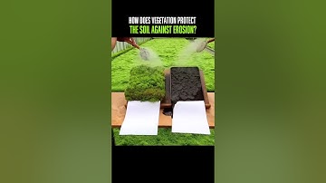 How Vegetation Protects the Soil Against Erosion