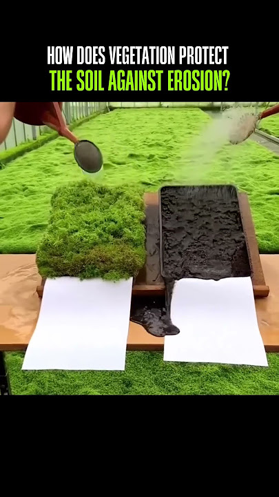 How Vegetation Protects the Soil Against Erosion