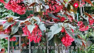 竹节海棠种在室内、室外对比试验差别巨大,老花匠透漏养花窍门