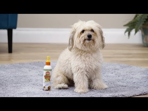 synergy-labs-fooey-ultra-bitter-spray-and-gel-for-pets-|-chewy