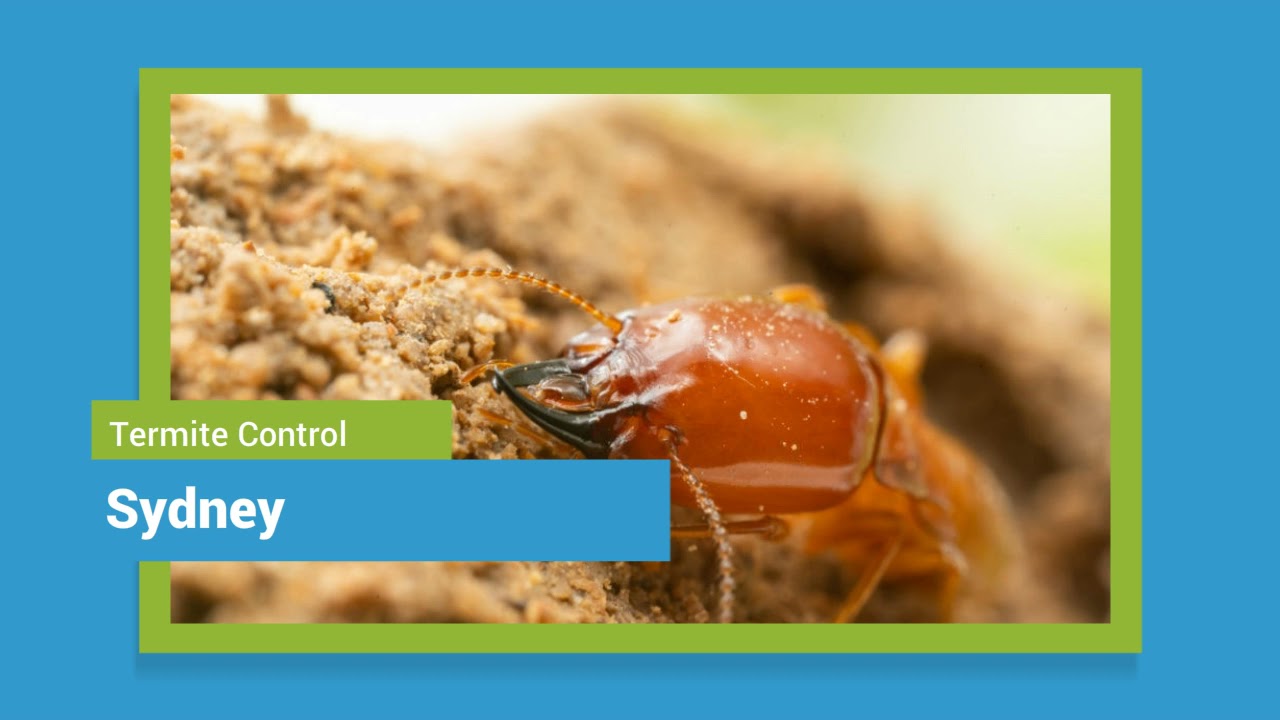 Termite Control Sydney