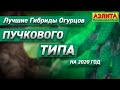 🥒Лучшие огурцы пучкового типа плодоношения. 🔆