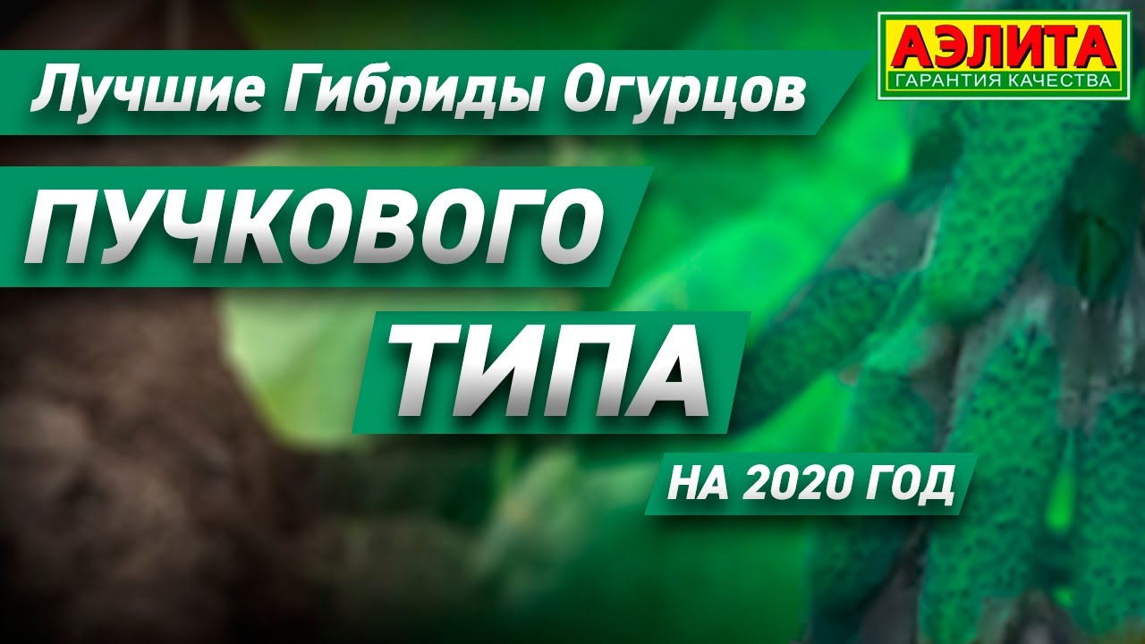 🥒Лучшие огурцы пучкового типа плодоношения. 🔆