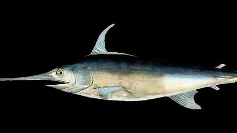 Interesting Facts About Swordfish You Probably Didn’t Know