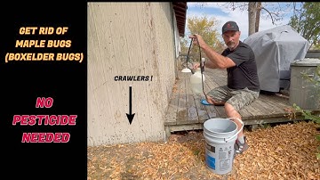 How To Get Rid Of Boxelder bugs (Maple Bugs) Without Pesticides
