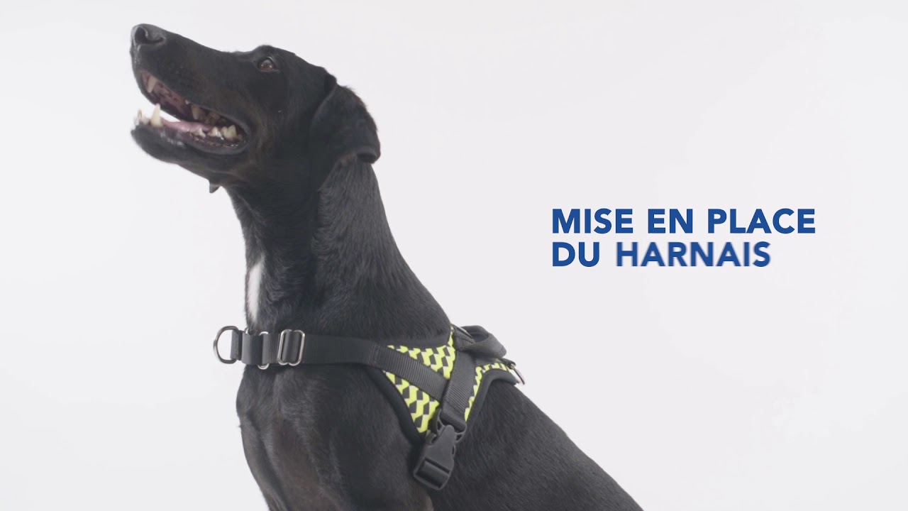 Harnais Animalin® - Harnais antitraction et de promenade - Mode d