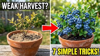 7 Simple Tricks to Double Your Blueberry Harvest This Season This Simple Tip Will Double Your Blueberry Harvest