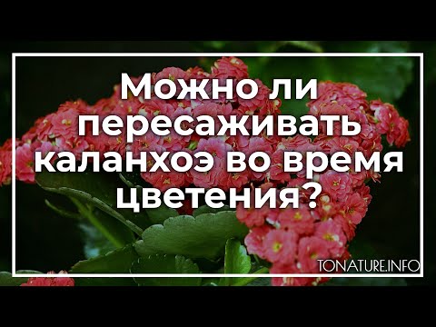 Можно ли пересаживать