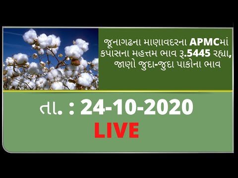 ગુજરાતની બધી જ APMCના તા.24-10-2020 દરેક પાકના ભાવ LIVE । TV9 NEWS