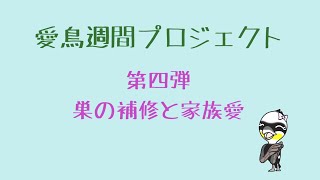 カワウの子育てシーン第四弾