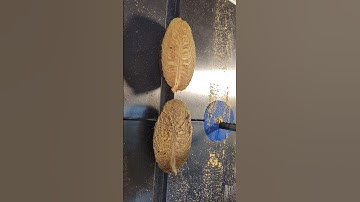 Donna wanted to see what was in this pine cone she found