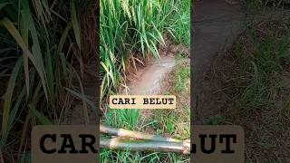 Pencarian Belut