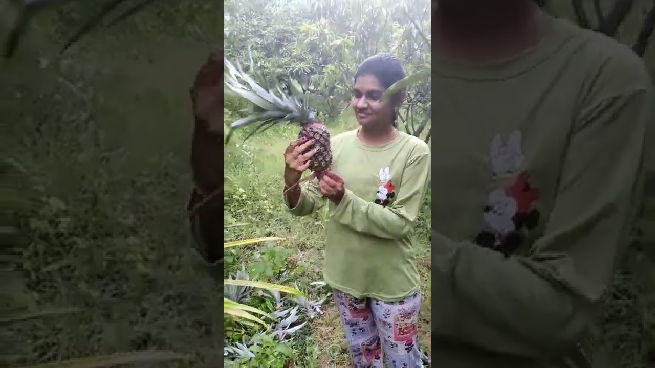 Our Pineapple Farms 🍍🍍🍍 