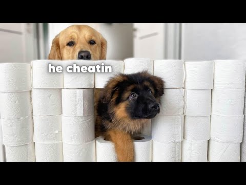 Video Golden Retriever & GSD Puppy React to The Toilet Paper Challenge | BEST REACTION EVER