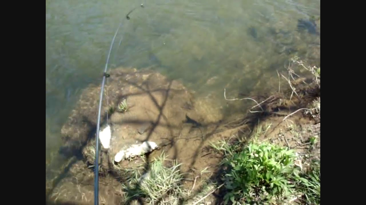 HUGE TROUT CAUGHT WHILE FISHING in WATAUGA COUNTY, North Carolina