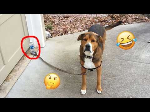 I dare you not to LAUGH at these FUNNY DOGS 😁🦮 - Best Funny Animals Videos 2025 #252