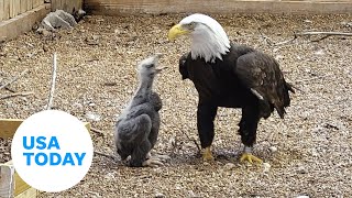 Bald eagle caring for rock as an egg becomes parent to orphaned eaglet | USA TODAY