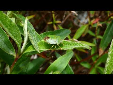 Green Shieldbug