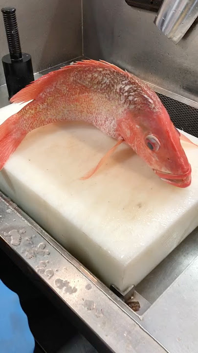 Gueen Red Sanaper fish Cutting Skils #shortvideo #fish #fishcutting #youtubeshorts