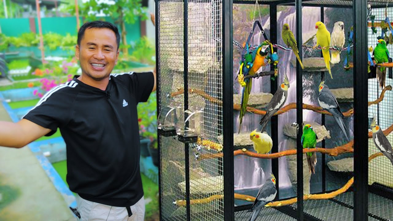 cockatiel bird farm near me