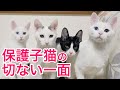 辛い経験を乗り越えて力強く生きる保護子猫たちが見せる切ない一面