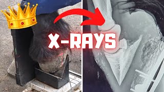 X-rays? of QueenUniek's legs. She is a little lame from the osteoarthritis | Friesian Horses