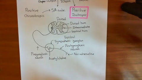 Sympathetic Nervous System Effects on the Heart Part 1