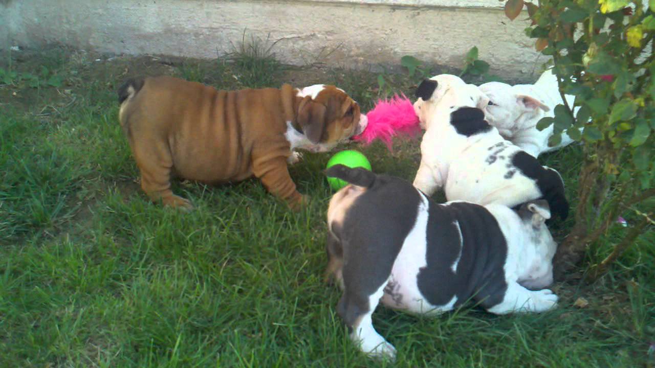 Rare Blue English Bulldog puppies playing Tug of War