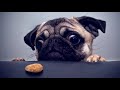 15 Curiosidades que quizás no sabías de los pugs