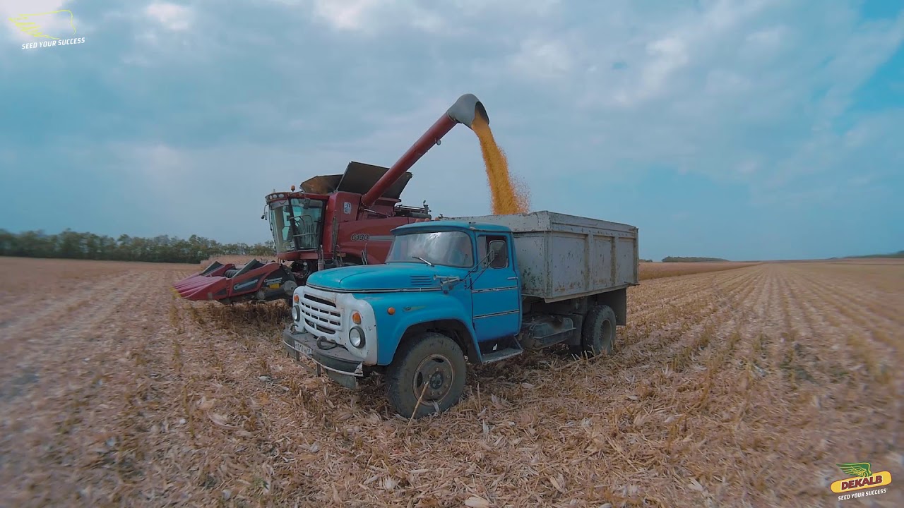 Уборка кукурузы Dekalb