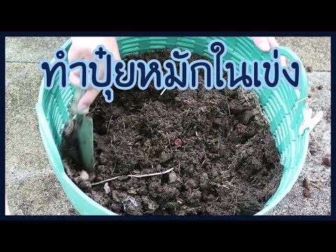 วีดีโอ: คอนเทนเนอร์มะนาว: ปลูกต้นมะนาวในกระถาง