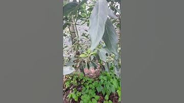 Three years later, my hass avocado finally fruited!