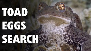 SEARCHING FOR THE TOAD EGGS ⎜ Diving in Switzerland