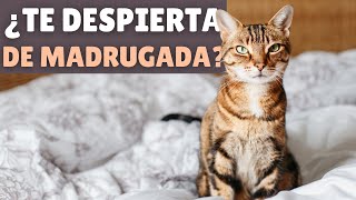 Por qué tu gato TE DESPIERTA DE MADRUGADA