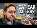 VET EXAM: How a Veterinarian Checks for Cat Ear Mites