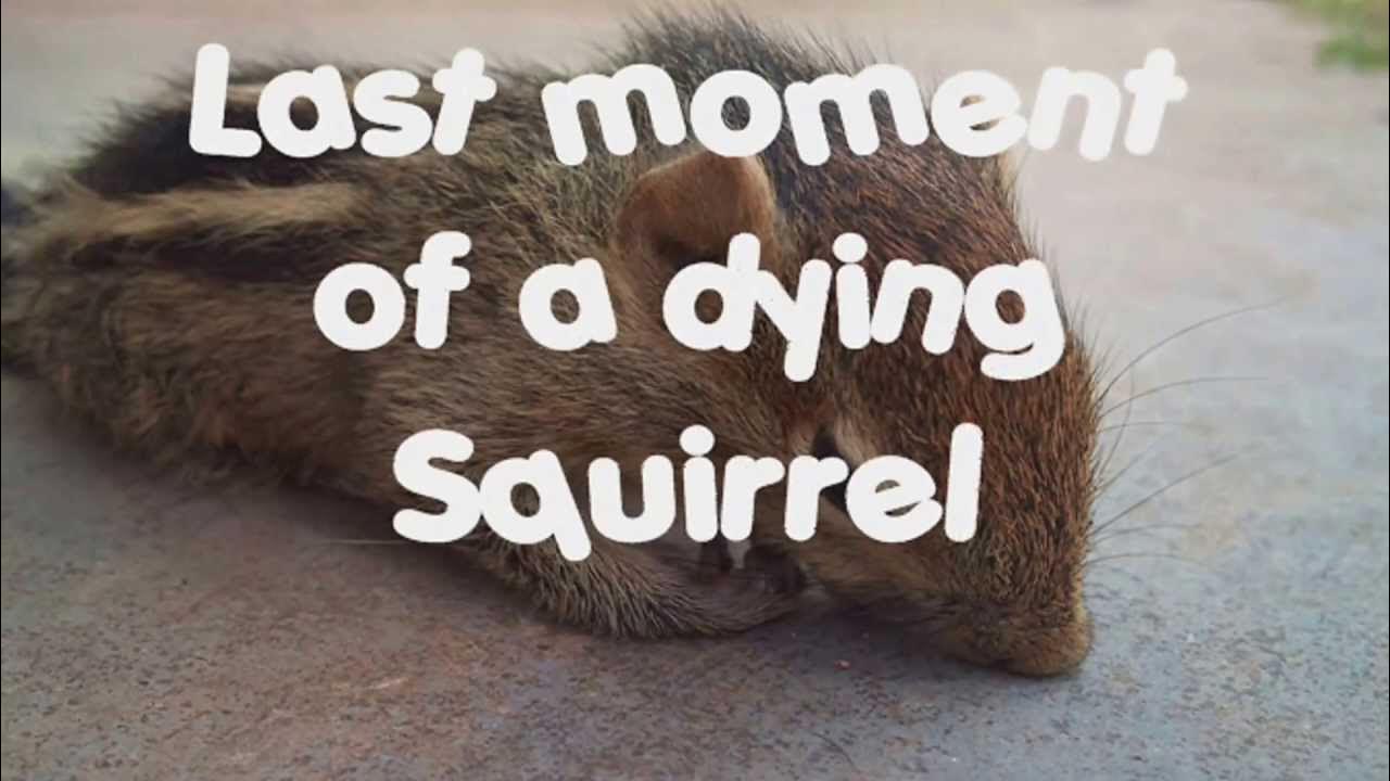 Last moment of a dying Squirrel (mrdumiya) - YouTube