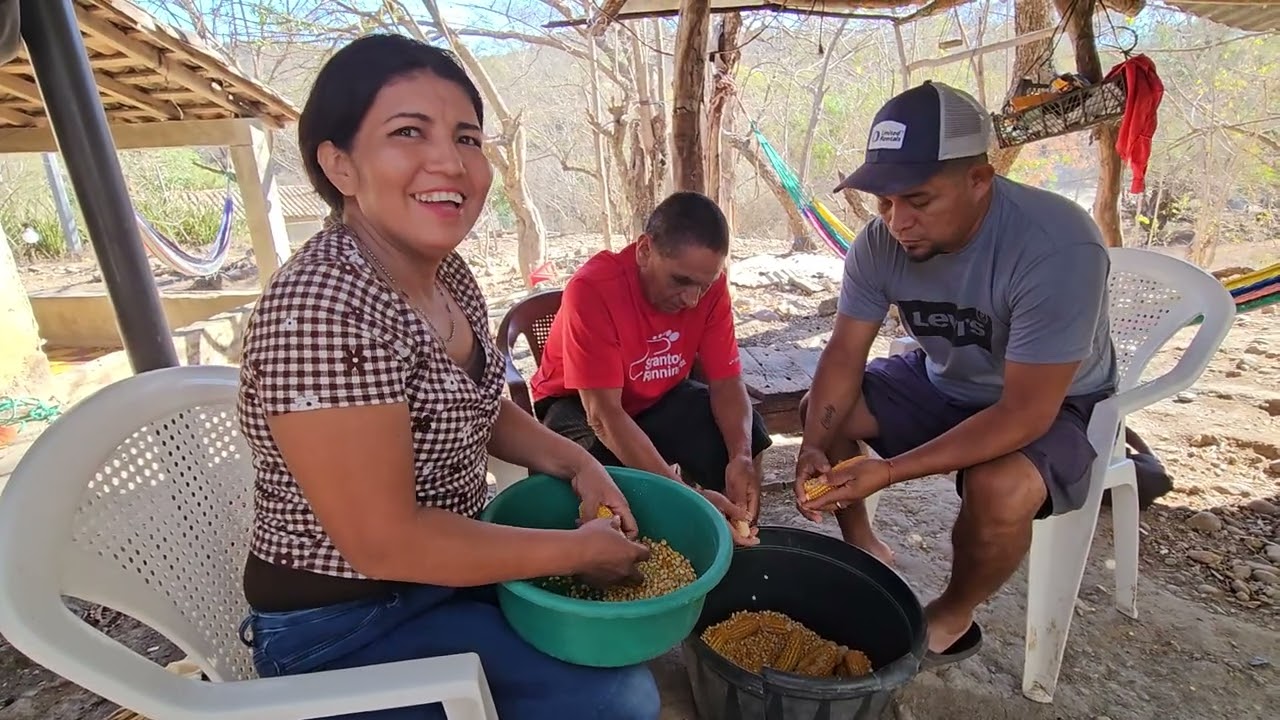 desgranando mais amarillo para aser tortias