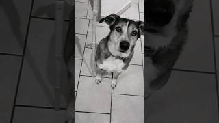 Hund Wie Groß Messen