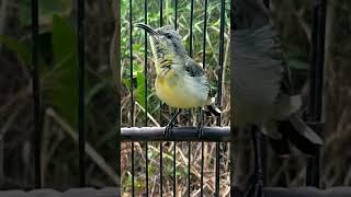 Download Lagu sogon betina memanggil sogon jantan#pancingansogokontong #sogon # MP3