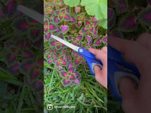 Video: Plantas de geranio de hoja de brocado: consejos para cultivar un geranio de brocado