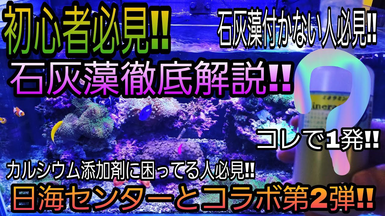 石灰藻徹底解説‼初心者、石灰藻つかない方、カルシウムの添加剤迷っ