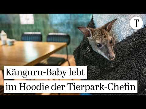 Känguru-Baby im Pulli - Tierpark-Chefin als Ersatz-Mama