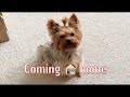 Coming home to my Yorkie