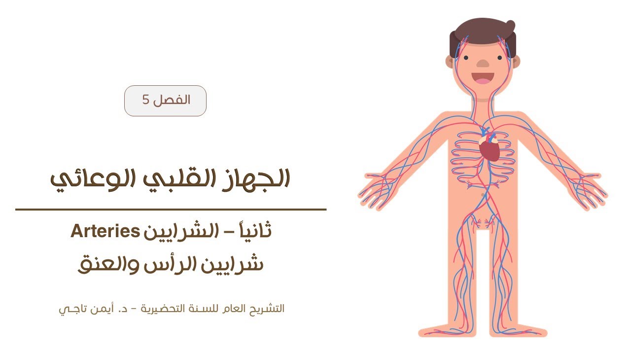 الجهاز القلبي الوعائي | شرايين الرأس والعنق | التشريح العام للسنة التحضيرية