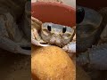 Sand crab Claws, “paws” n Bubbles!must see!!
