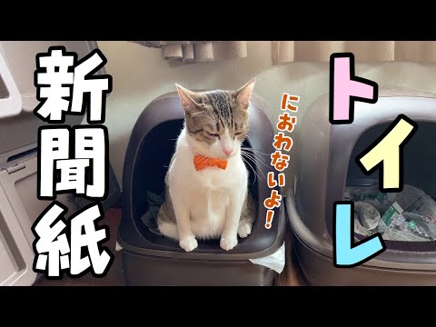 【猫多頭飼い】我が家の猫トイレ事情！猫砂？いいえ、新聞紙です。