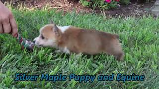 Kasy Sweet Welsh Corgi Puppy