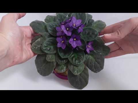 Vídeo: Com Cuidar Una Violeta Perquè Floreixi? I Si Només Fa Créixer Fulles? Com Fer Que Una Violeta Floreixi Profusament A Casa?