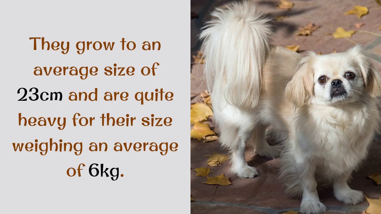 about pekingese